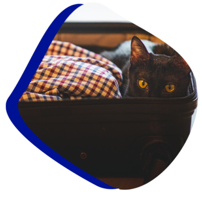 GeoCats cat